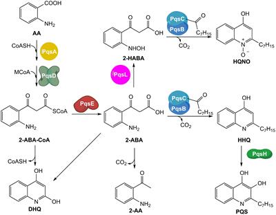 In-depth Profiling of MvfR-Regulated Small Molecules in Pseudomonas aeruginosa after Quorum Sensing Inhibitor Treatment